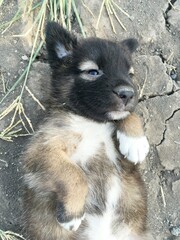 cute dog on the ground