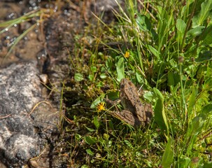 Columbia Spotted Frog (Rana luteiventris) on lake shore in Beartooth Mountains, Montana