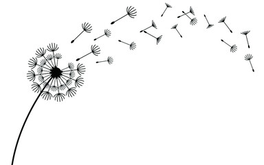 Flying dandelion seeds, vector icon. Vector isolated decoration element from scattered silhouettes. 