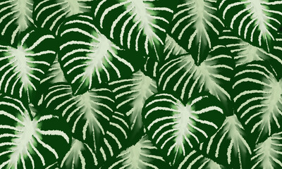 Naklejka na ściany i meble green and white tropical leaves relax spring nature background