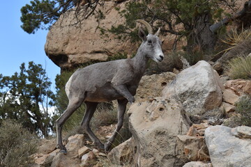 Big Horn Sheep in the Grand Canyon - HD desktop background