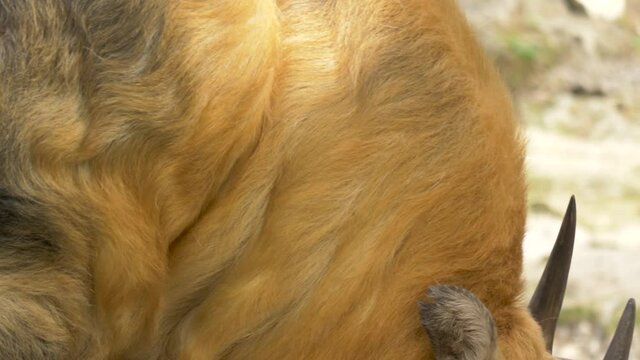 Close-up of a powerful moving Sichuan Takin (Budorcas taxicolor tibetana).