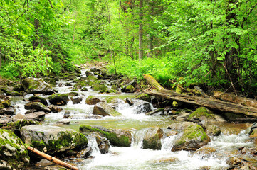 A stormy stream of a mountain river flows through the summer forest, skirting stone boulders and...