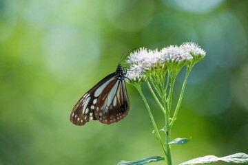 ヨツバヒヨドリの花の蜜を吸うアサギマダラ＠富士見高原、山梨