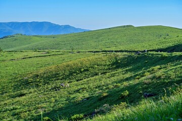 Fototapeta na wymiar 車山高原のニッコウキスゲの群生地の情景＠長野