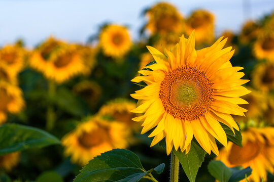 Close-up sunflower at sunset in a field. High quality photo