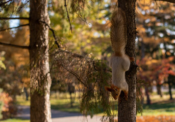 A fluffy gray squirrel with red ears walks down the trunk of a tree in the park. Close-up.