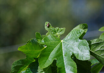 close-up of a bee on a fig tree leaf in spring, in Adelaide, South Australia