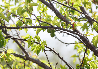 green ripe apricots growing on a tree in Adelaide, South Australia