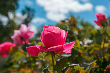 fresh organic figs on a fig tree with outdoors in Adelaide, South Australia