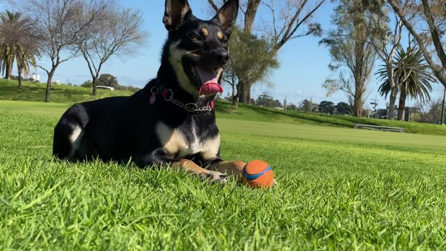 Australian Kelpie sheepdog playful with ball In a green grassy field