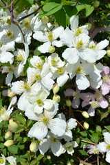 四弁の花　花模様