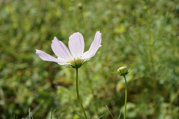 가을 코스모스 풍경