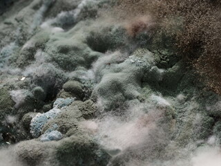 fungal mildew on a rotting watermelon close-up