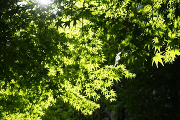 Fototapeta na wymiar 녹색 나무잎이 햇살에 반짝입니다