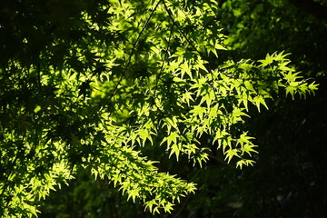 Fototapeta na wymiar 녹색 나무잎이 햇살에 반짝입니다