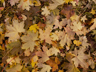 Background of fallen brown and orange maple leaves