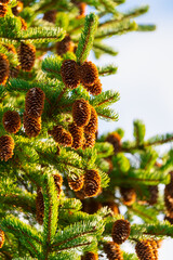 Pine cones on fir tree with prickly needles in winter forest on sunny weather.