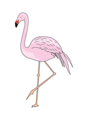 wild flamingo bird