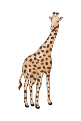 wild african giraffe
