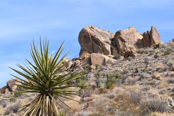 joshua tree national park