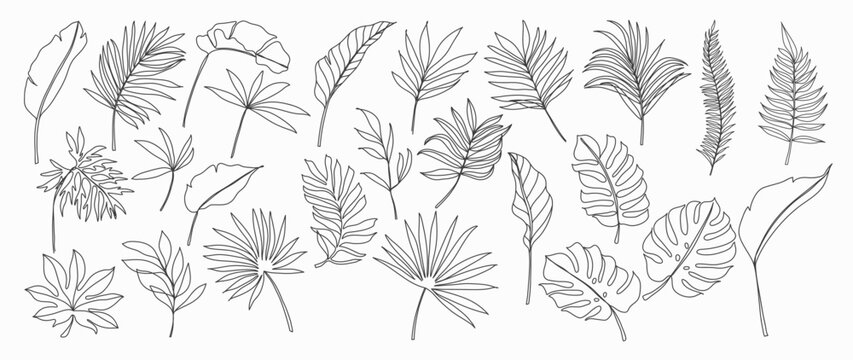 Tropical leaves vector. Set of palm leaves silhouettes isolated on white background. Vector EPS10