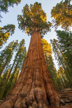 General Sherman Sequoia NP © Nate Hansen