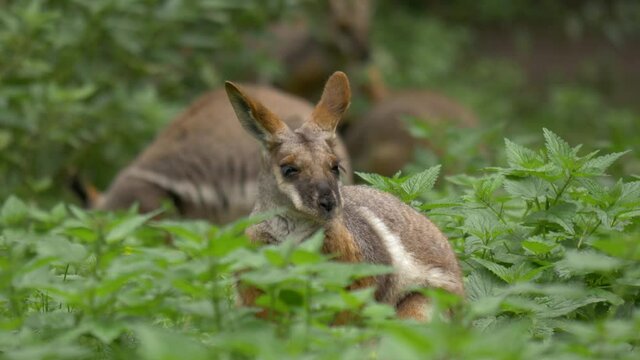 Close-up of Multiple yellow-footed rock wallabies (Petrogale xanthopus) relaxing on a green meadow in South Australia.