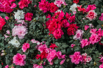 Obraz premium Colorful variety of plants with flowers background pattern wallpaper