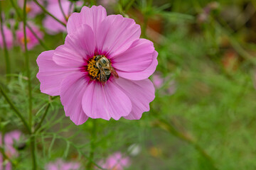 Obraz premium Napping Bee on Pink Cosmos Flower