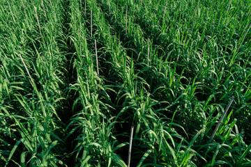 Aerial view of sugarcane plants growing at field