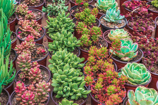 Various colorful succulent plants for sale