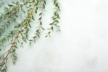 Green eucalyptus branches on light background