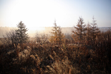 nature trees sun birches Christmas trees