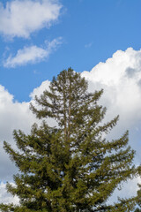 Red wood tree with blue sky white puffy clouds