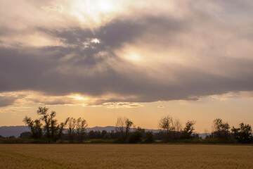 Fototapeta na wymiar sun through storm clouds over wheat field
