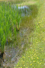 wildflower meadow pond in California foothills. 