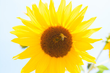 Fototapeta premium sunflower with honey bee pollinating.