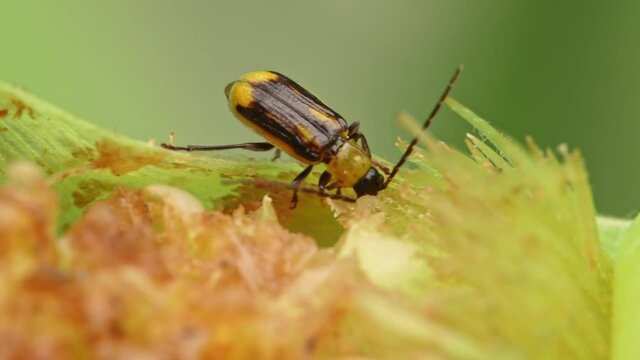 Western corn rootworm eating green corn cob in extreme close up