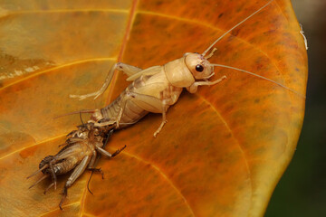 A cricket is going through the process of molting. 