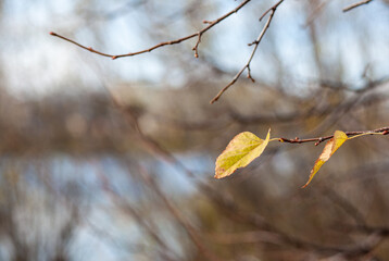 Yellow or dry leaves on tree branches in autumn. Leaves of birch, linden and other trees on the branches. There is an empty space for the text