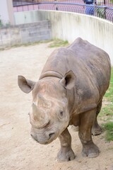 Naklejka premium サイ