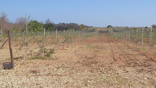 Rows of olive tree seedlings on farmland. Young, fast-growing plant varieties that will bear fruit for ten years.