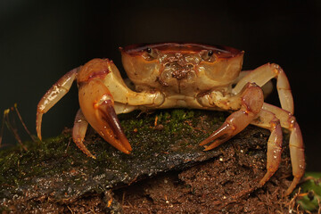 A freshwater crab resting on a rock overgrown with moss. This animal has the scientific name Parathelphusa convexa. 