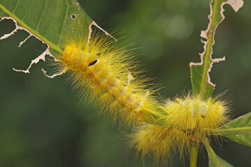 A bright yellow caterpillar is eating young leave.