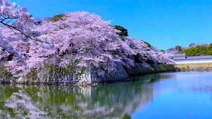 日本の国宝・桜花の彦根城の城郭「御堀と桜」