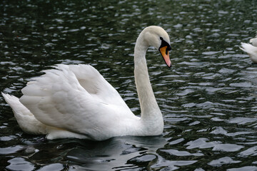 Fototapeta premium A graceful white swan swimming on a lake with dark water. The white swan is reflected in the water