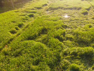 Fototapeta na wymiar Paddy rice green plantation field morning sunrise aerial view