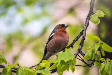 Common chaffinch, Fringilla coelebs, sits on a branch in spring on green background. Common chaffinch in wildlife.