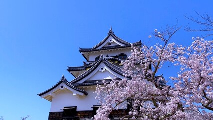 春の近江・桜の季節　国宝・彦根城の天守閣